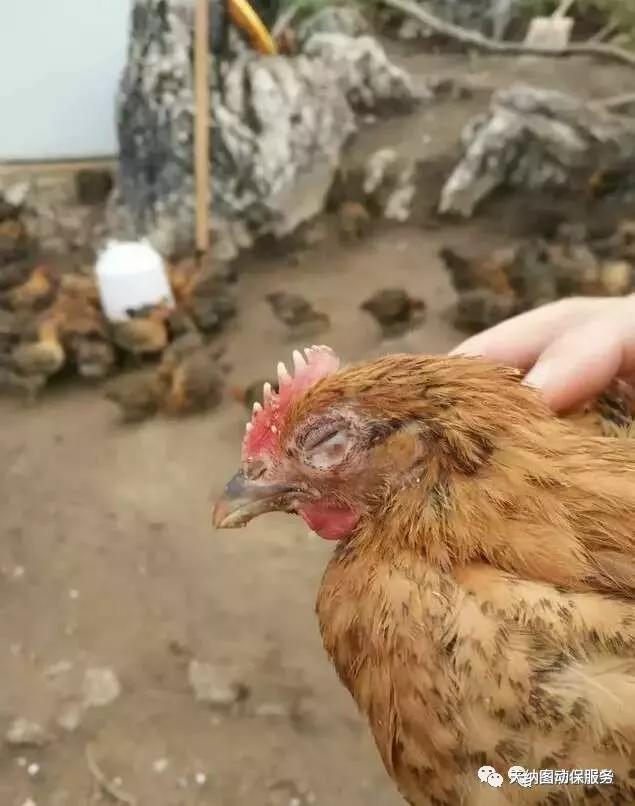 鸡肿头肿脸如何处理,鸡肿脸怎么治