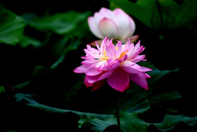 最美的荷花诗句,一起赏荷花的诗词歌赋