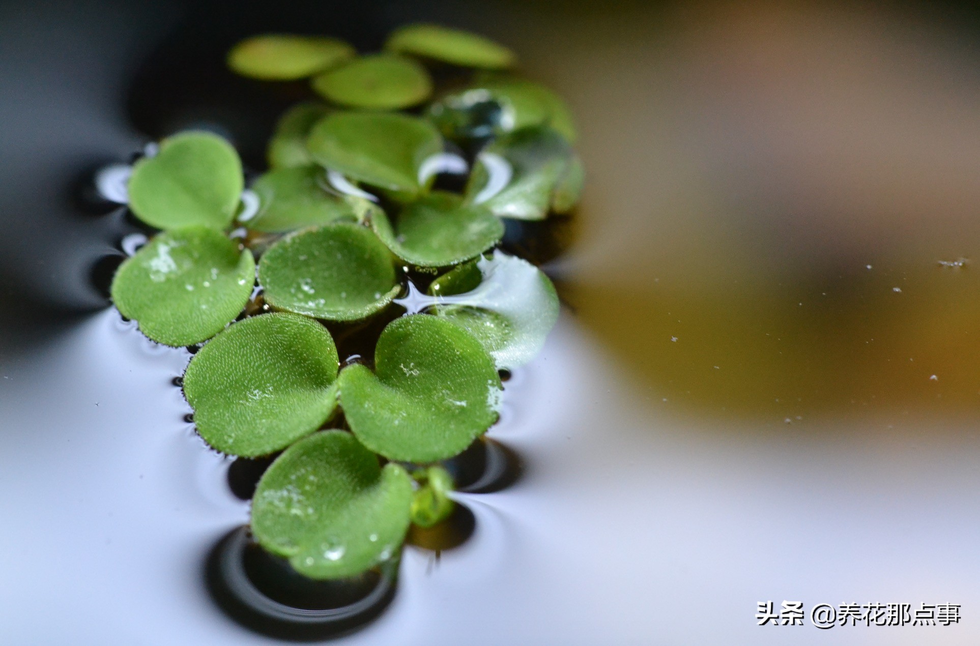 热带鱼生态鱼缸,热带鱼生态鱼缸养殖必备条件