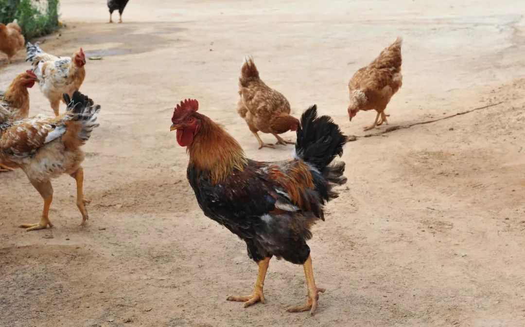 内蒙羊肉与盐池滩羊肉,新疆羊肉和盐池滩羊肉