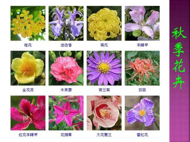 花卉大全500种观叶植物名称,1332种常见花卉植物图谱