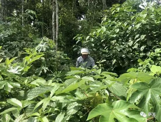 巴西热带雨林神秘部落,巴西发现亚马逊森林原始人