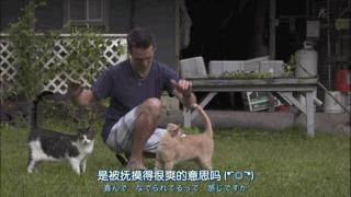 大家都在争抢猫爪杯？吸猫的最高境界，带着摄影机“猫步走天下”