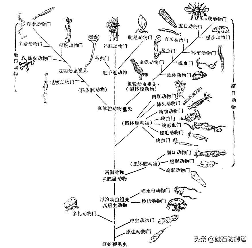 各类动物的起源,原口和后口动物怎么形成的