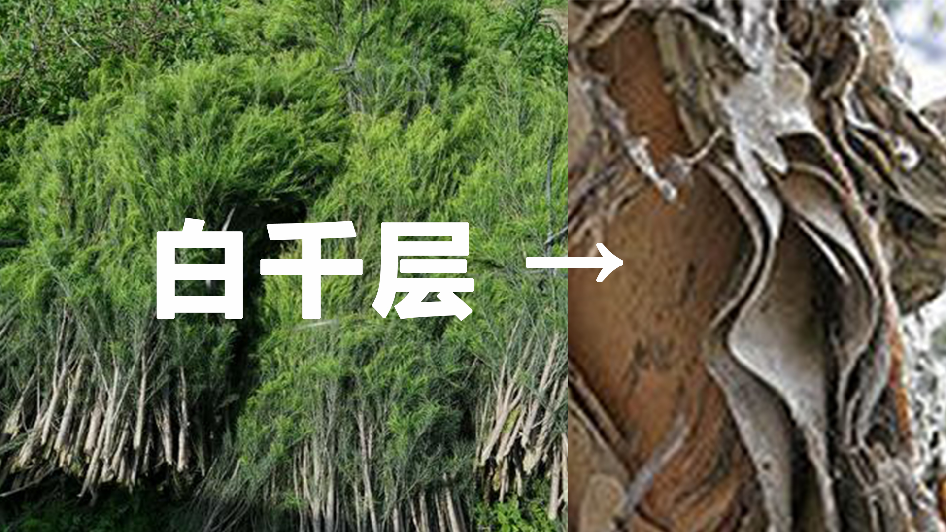 芳香精油课程,15秒带你了解茶树精油