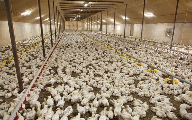 鸡黄曲霉中毒解剖症状,蛋鸡黄曲霉素中毒了怎么治疗