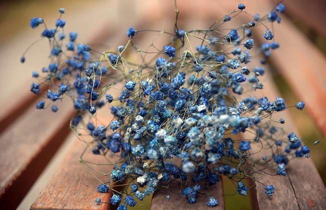 什么花都适用的制干花方法,哪些花卉做干花效果最好