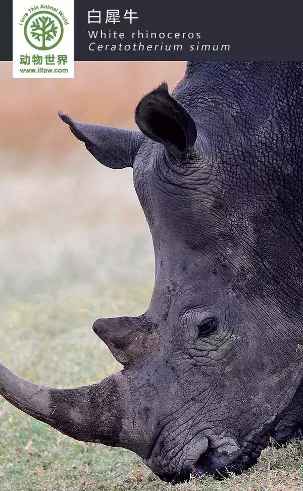 犀牛是否是牛科动物,动物大百科介绍之犀牛