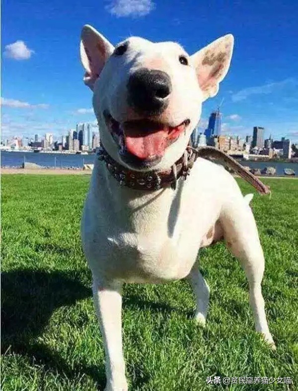 简单一招，比Ai换脸还厉害，毫无违和的牛头梗照片