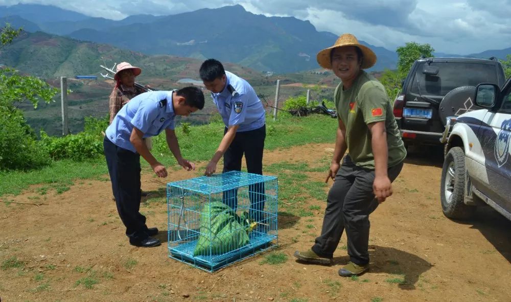 偷鸭贼被逮住视频,偷鸭贼被抓