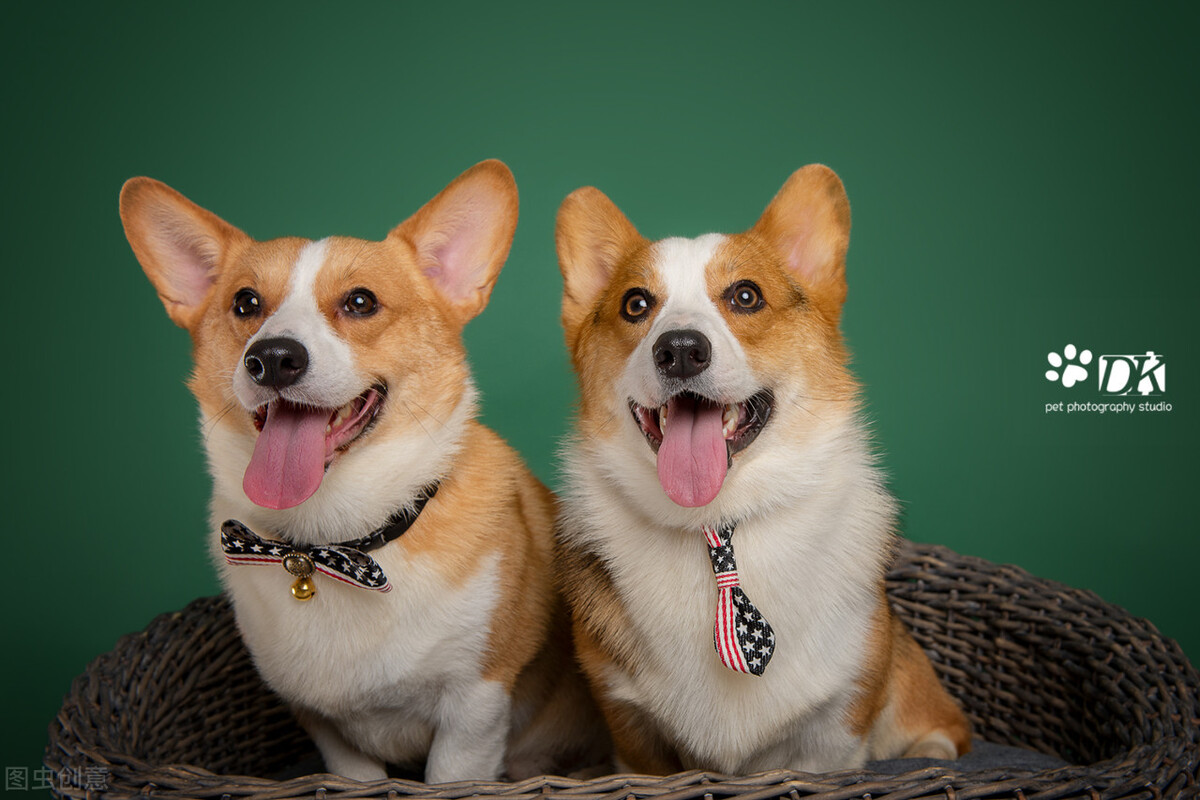 宠物照相馆创业项目有哪些,宠物写真馆加盟