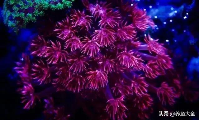 原生缸混养好还是单养好,无蛋分无过滤可以养小丑鱼吗