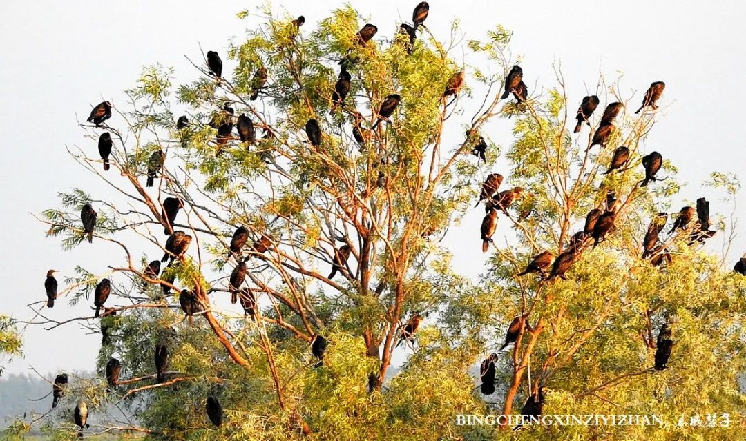 再返富锦，为着那份飘着稻花香的“湿”意约定