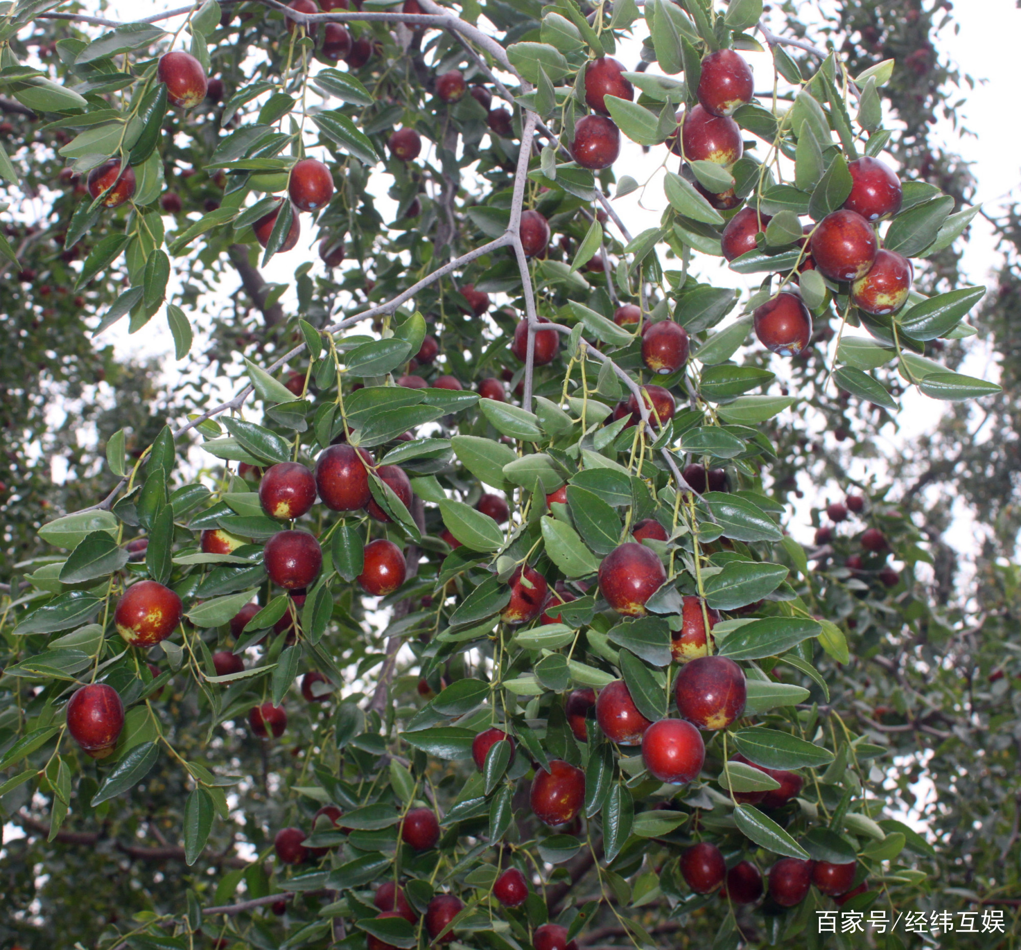 邹平附近好玩的地方,邹平过年好玩的地方