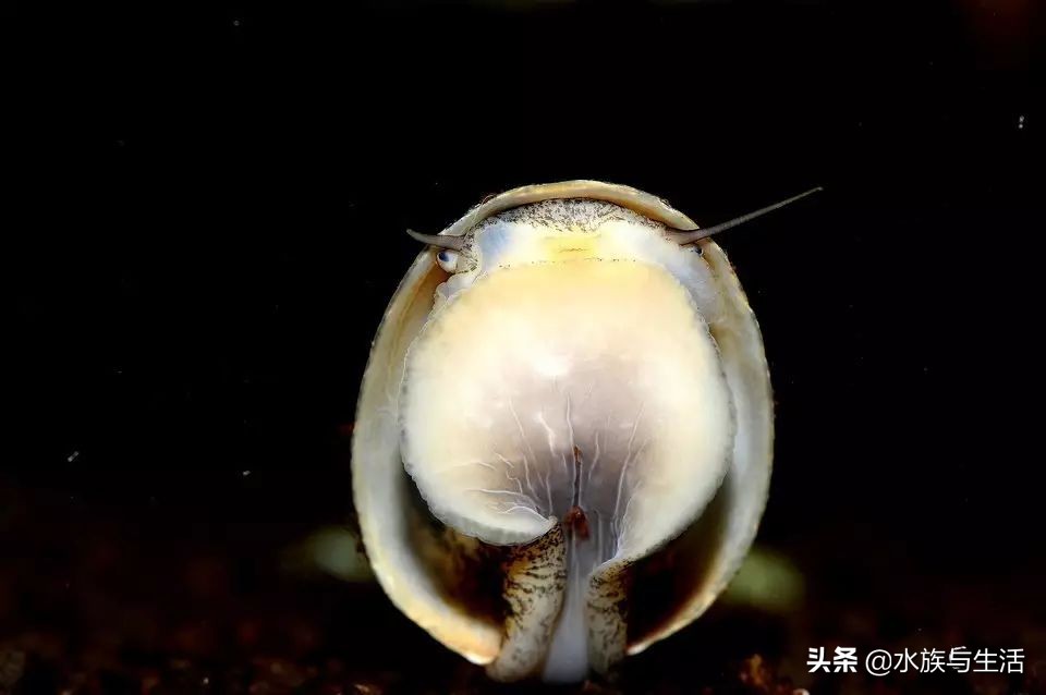 鱼缸中的清洁工最好的选择,鱼缸清洁工清道夫有作用吗