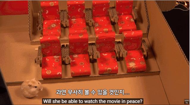 身价300万的仓鼠外网走红！住3层电梯豪宅，丰富娱乐，人不如鼠啊