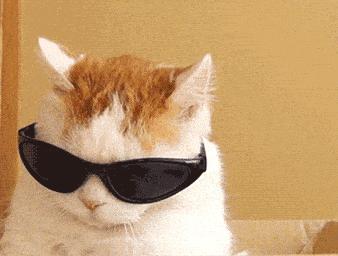 宠物可以用的避孕药,宠物紧急避孕药有用吗