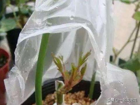 用塑料袋养花的妙用,塑料袋养花有什么用途