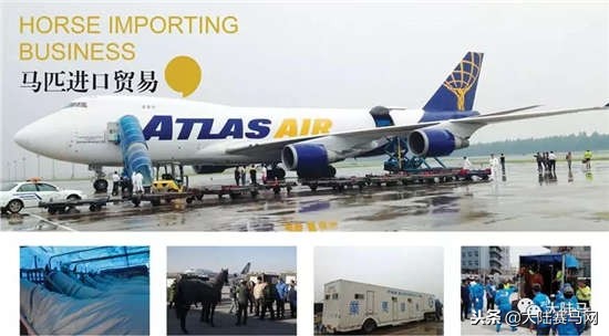 莱德马业集团马匹繁育有限公司,新西兰动物遗传育种企业