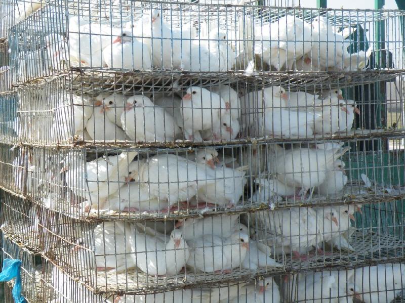 雏鸽破壳多久要做毛滴虫,如何判断幼鸽是否得了毛滴虫