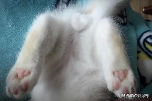 猫咪的性别用什么符号表示,刚出生的猫咪怎么分辨性别