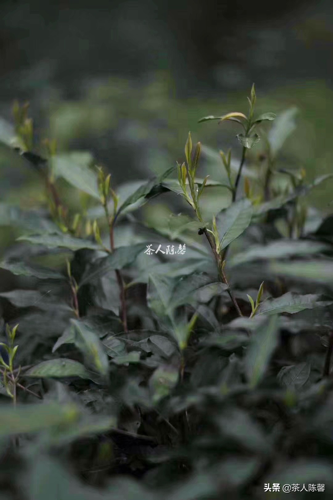 老徐谈茶金骏眉,老茶友推荐金骏眉