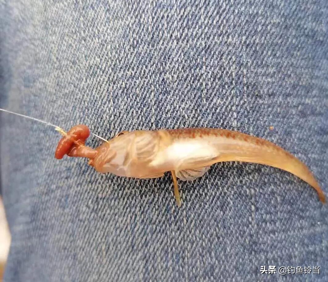 沙钻鱼的营养价值,淡水条纹石斑鱼营养价值