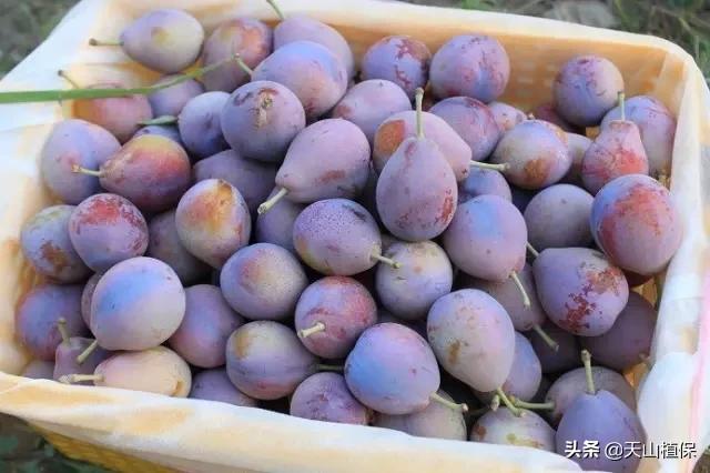 伽师县发展,伽师发展