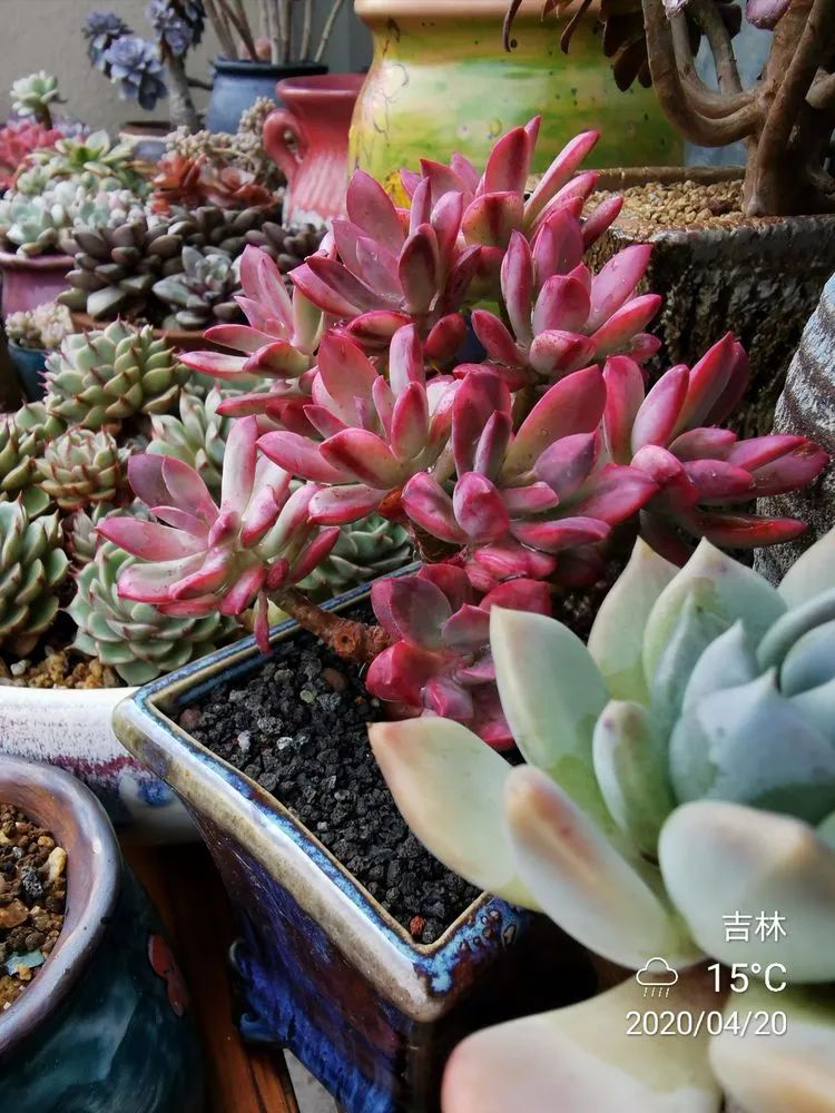 养多肉的人生感悟,人生如同养花