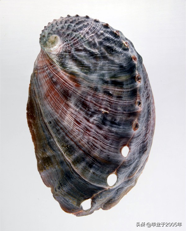 大连鱼市海鲜贝类品种,大连贝类海鲜图片大全