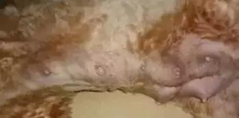 狗狗也会“假孕”，这个是病？