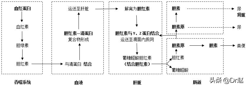黄疸解读,黄疸的讲解视频