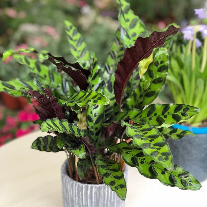 小盆植物中最会吸甲醛的是哪种,吸甲醛最好的植物哪种排名第一