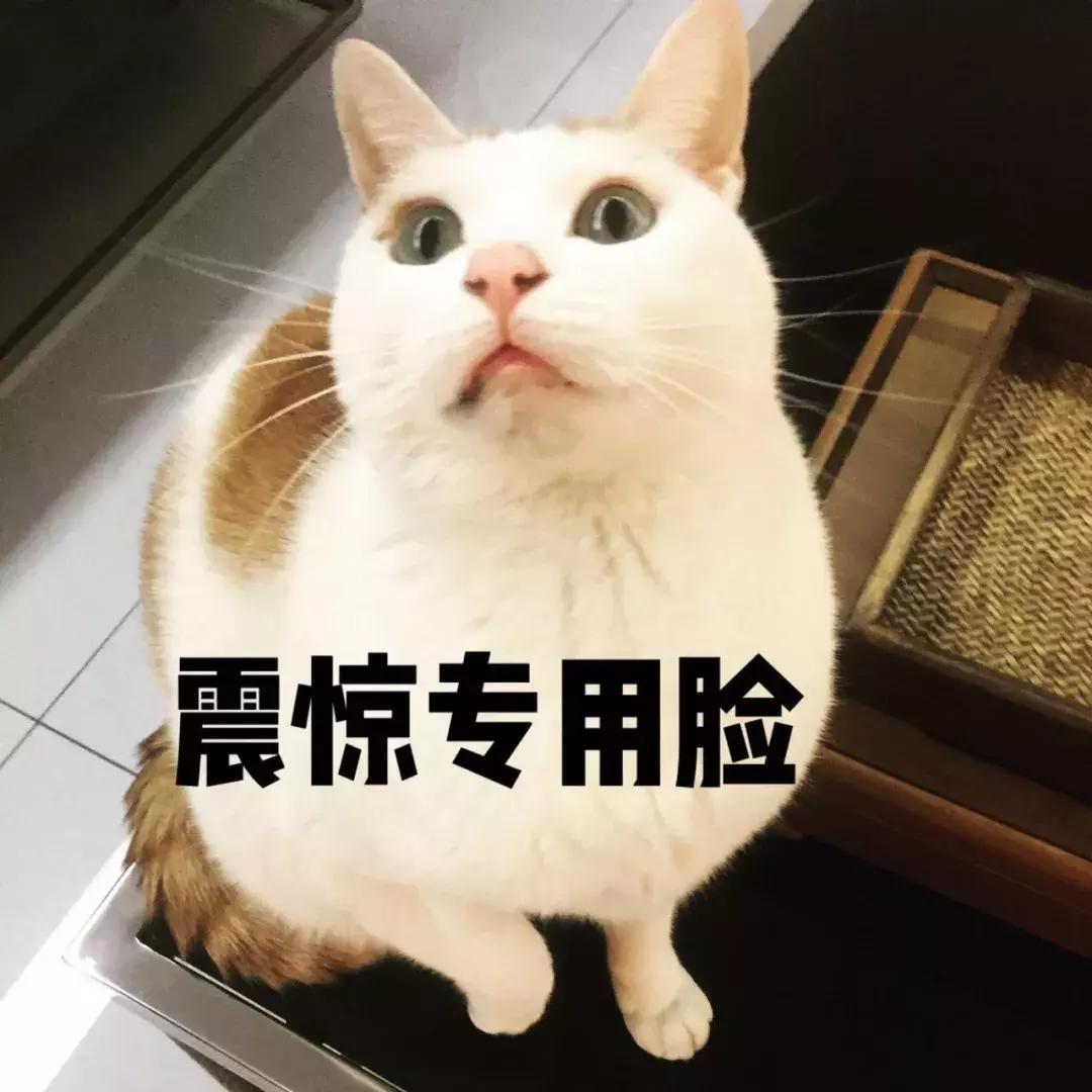 福懋动物医院猫科,猫咪高脚碗容易得黑下巴吗