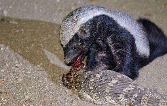 平头哥为什么和朋友玩耍,平头哥为什么没有退路可言