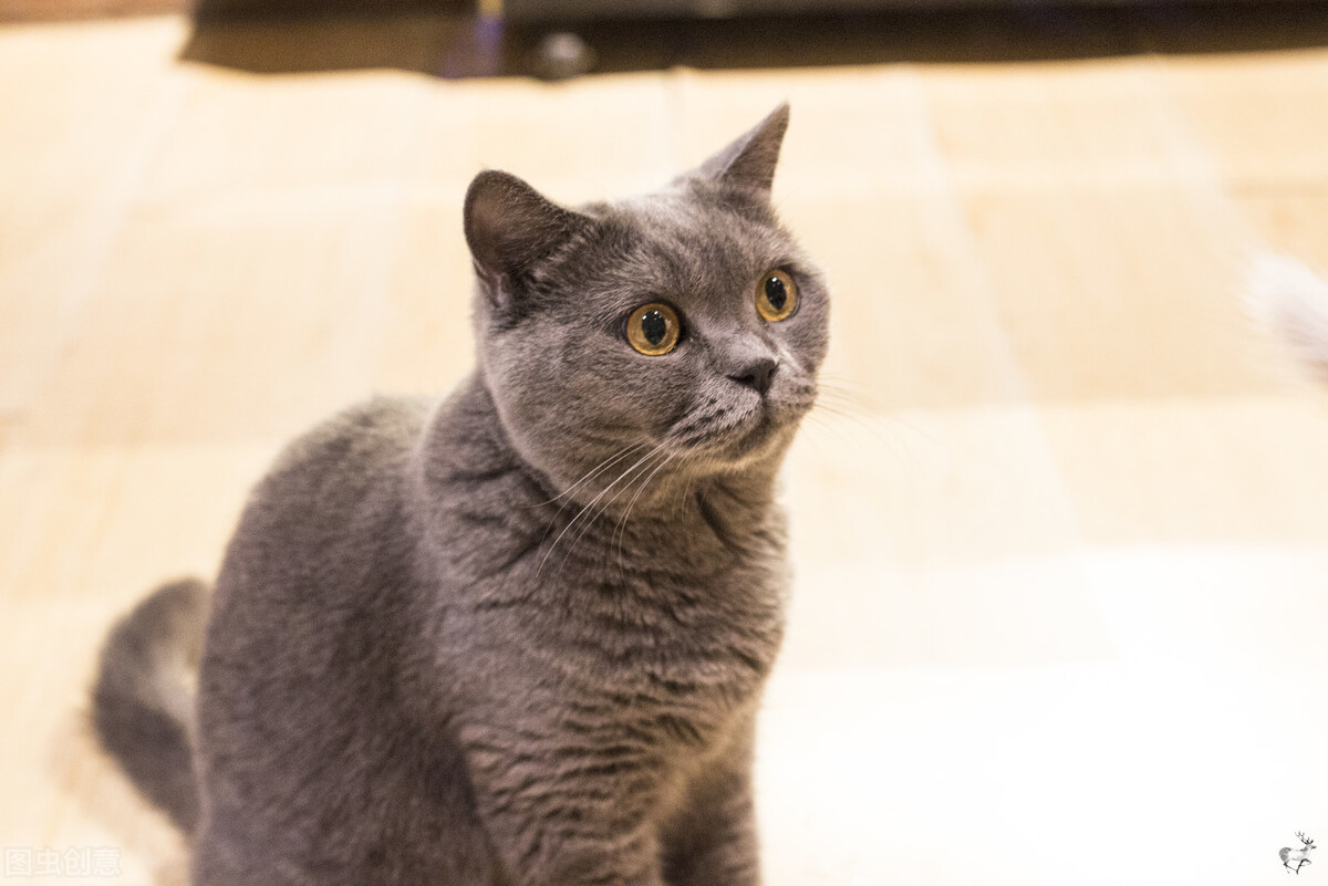 猫咪的报复心有多强,猫咪乱尿真烦人