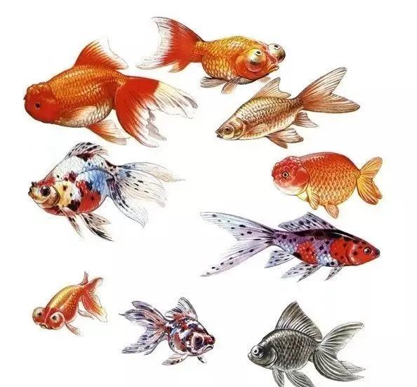 漂亮易养的金鱼有哪些名字,最好看的金鱼叫什么名字