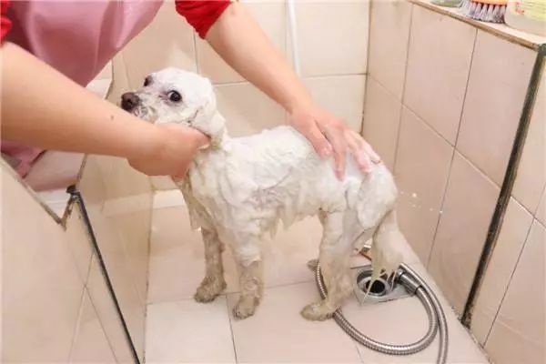 狗狗生理期又没有公狗怎么办,狗狗生理期公狗怎么知道