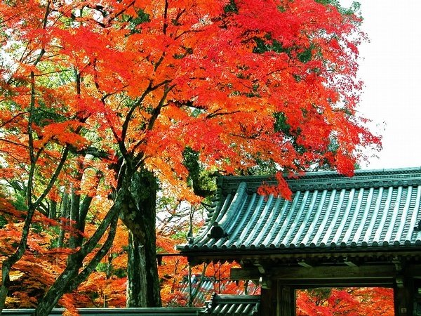 诗中有画的意境,诗中有画的作品