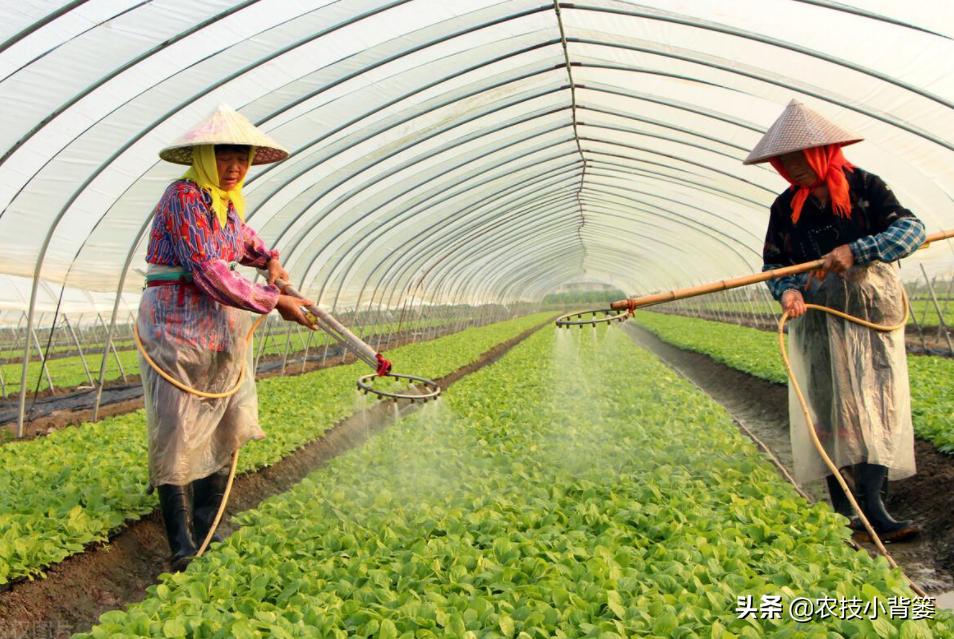 冬季蔬菜低温冻害常发生,14个预防措施、5个补救方法能帮你