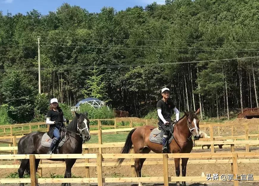 松子榛子,榛子东北榛子