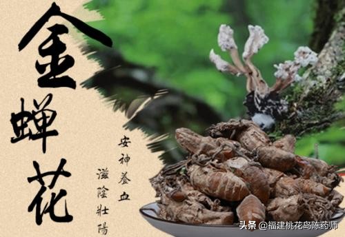 金蝉花被当作冬虫夏草的代替品,金蝉花替代品