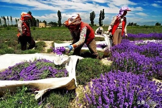 新疆产的衣草精油,正宗伊犁薰衣草精油