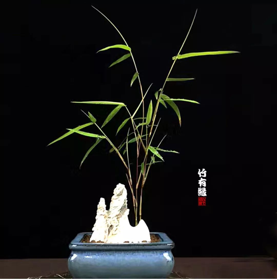 竹子浇水诀窍,竹子浇水的正确方法