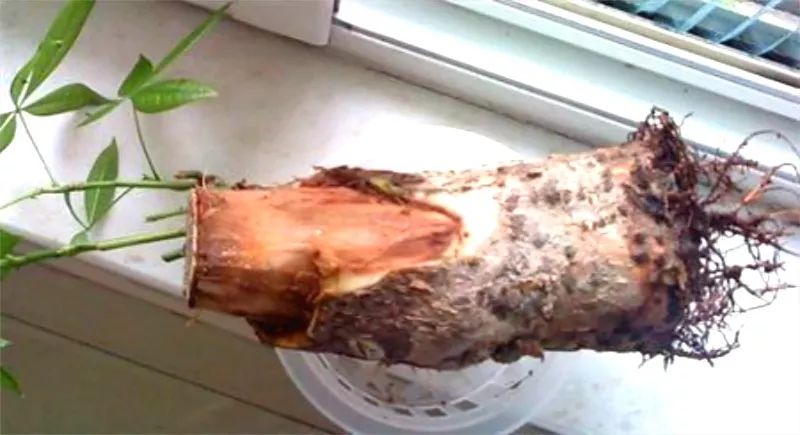 栀子花月季花叶子发黄有黑斑点,茉莉栀子花叶子发黄怎么办