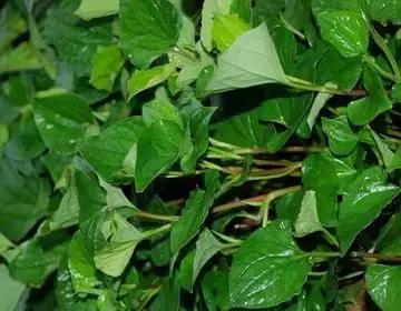 整合——28种青草药,赶快收藏备用!