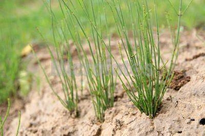 在农田，遇到1种“草麻黄”拔出来，以往没人挖，如今价值很高