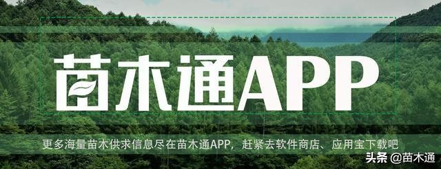 未来五年最值钱的树种,十大名贵树种多少钱