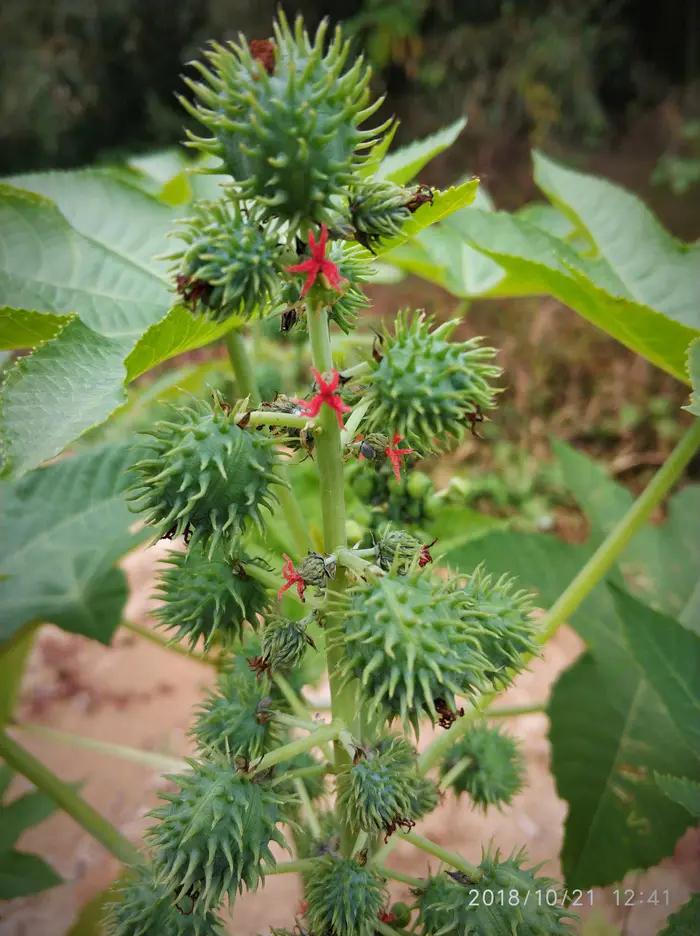 嘉实多润滑油广告语,嘉实多润滑油的特点
