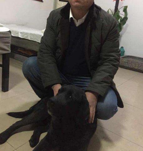 拉布拉多为什么不建议养黑色的,拉布拉多黑色性格好吗